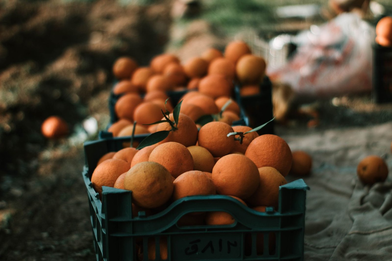 Des oranges fraîches présentées dans des caisses vertes